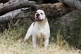 BOULEDOGUE AMERICAIN 075